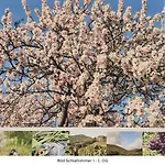 Isabell Wein & Pfalz Apartamento *