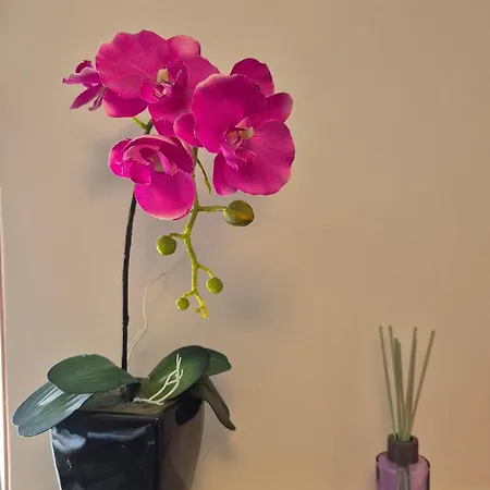Isabell Wein & Pfalz 公寓 圣马丁