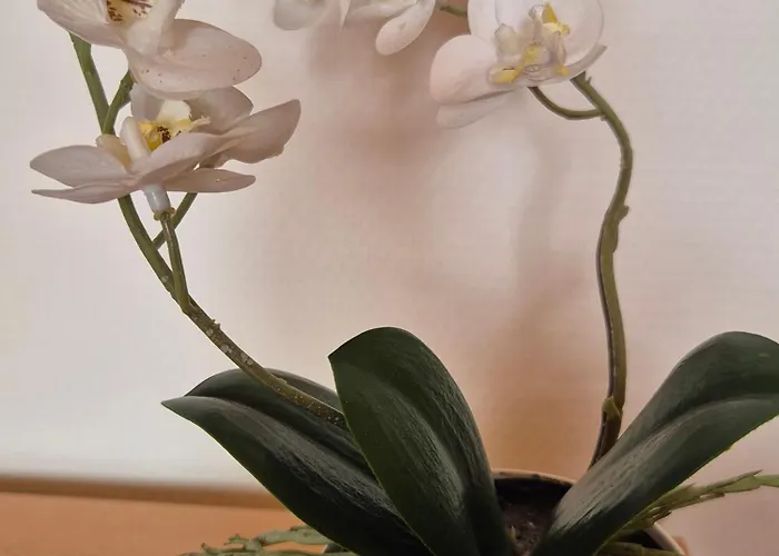 Daire Isabell Wein & Pfalz *